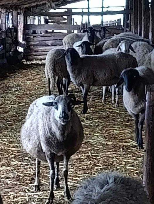 Продавам овце продавам овце