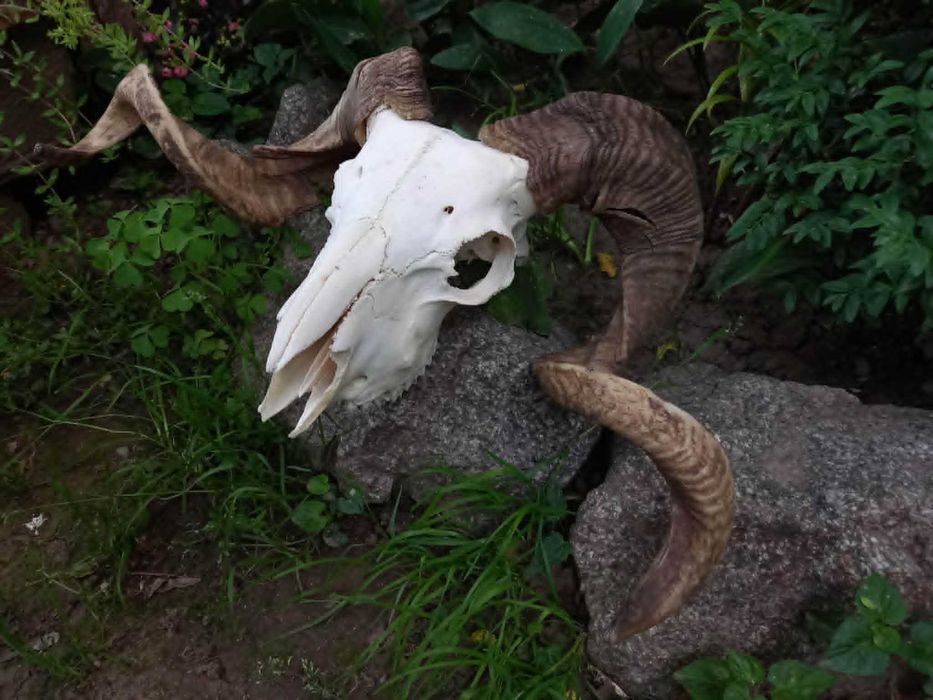 trofeu-trofee-craniu-coarne de berbec rock gothic