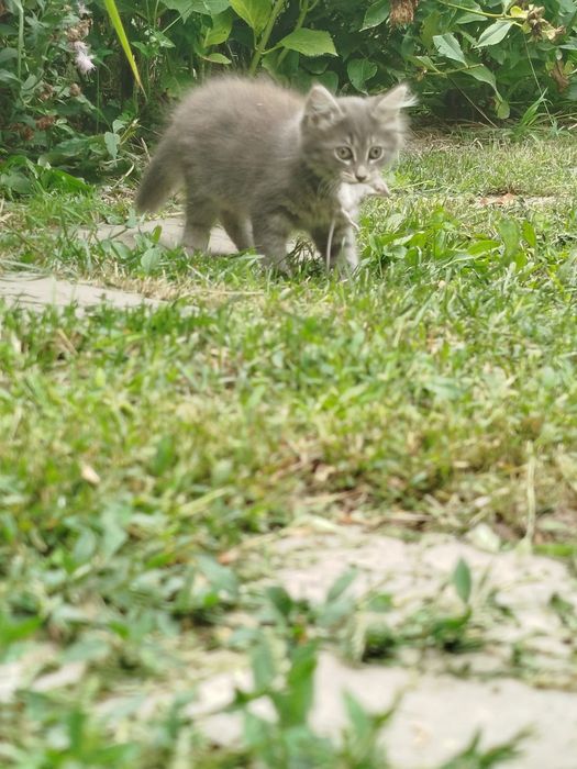 Бесплатно отдам котёнка