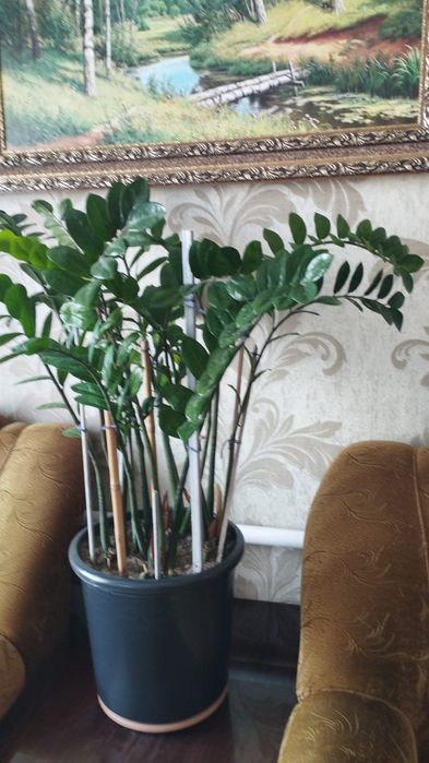 Продаются комнатные растения