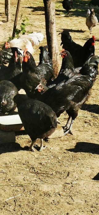 Vând cocoși Australorp.