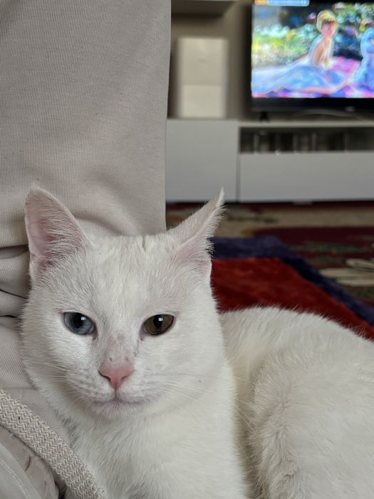 отдам в хорошие руки кота