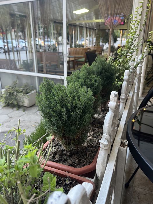 Западна Мини Туя Теди