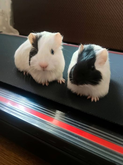 Porcușori de guineea