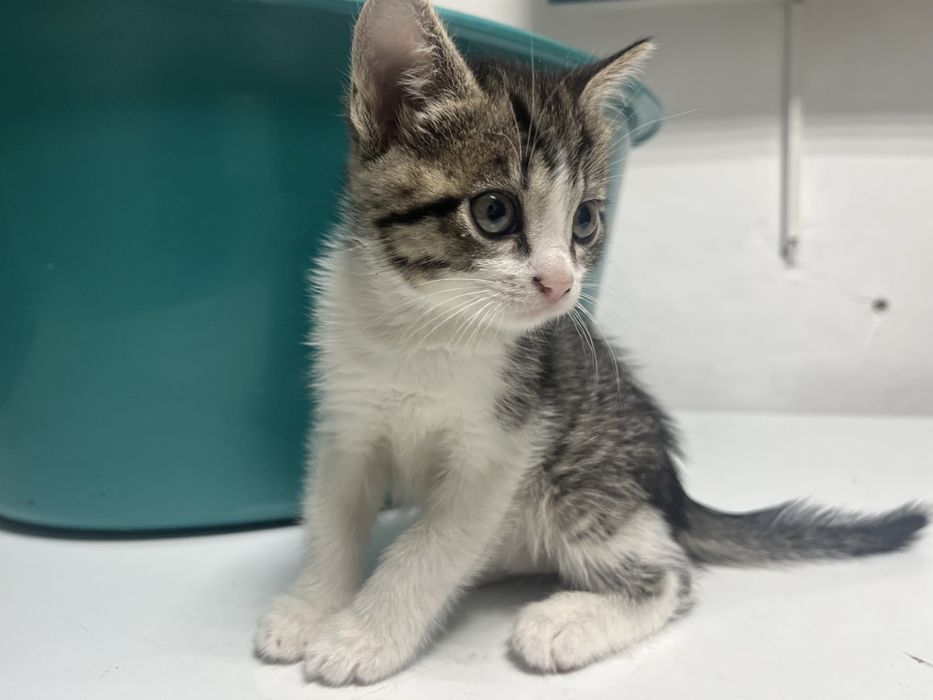 Отдаю котят даром,2 месяца