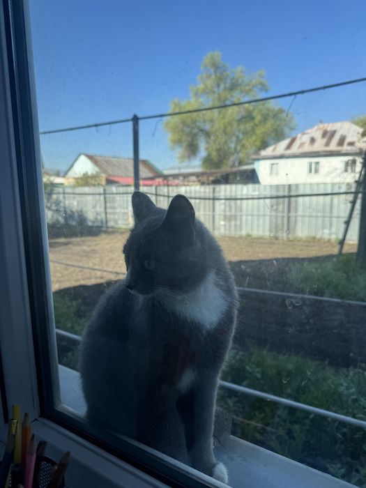 Отдам кота потеряшку