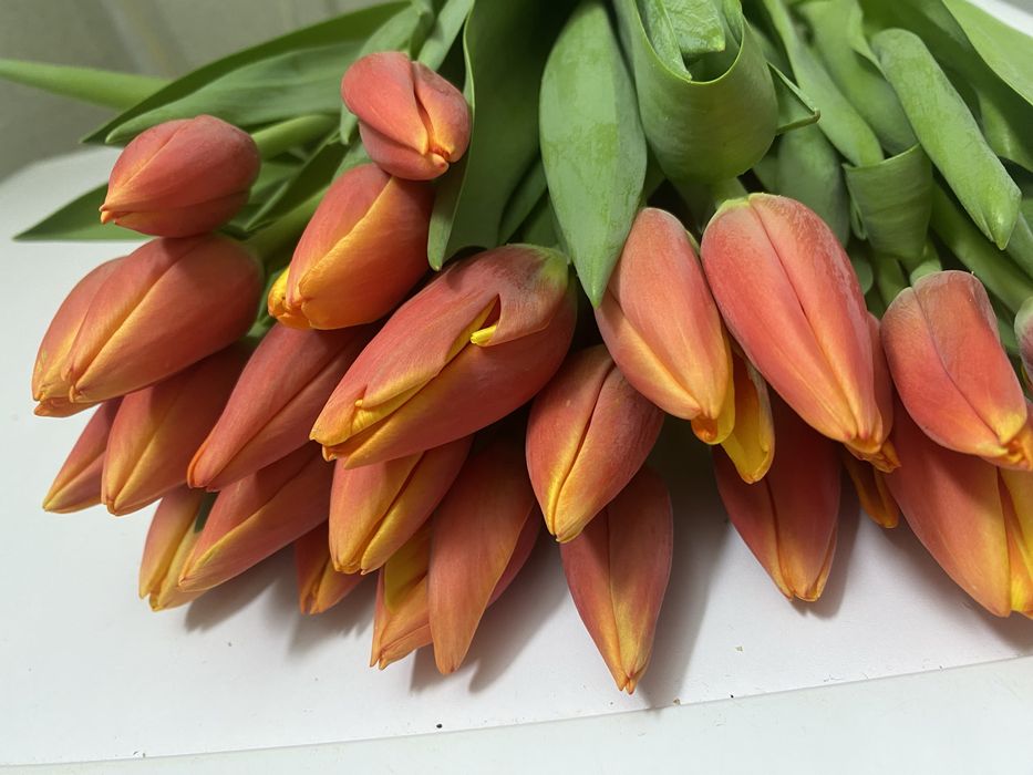 Тюльпаны предзаказы