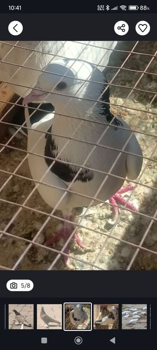 Срочно продам голубей. Кептер сатам.