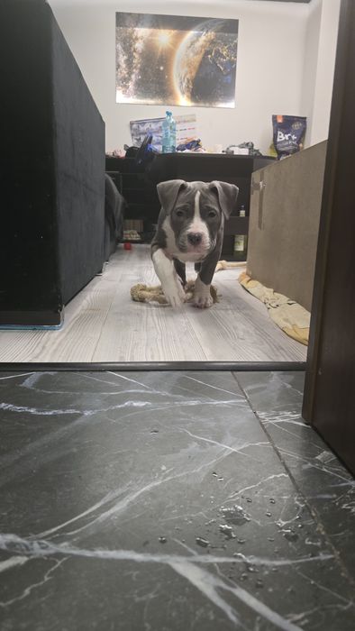 Американско Покет Були