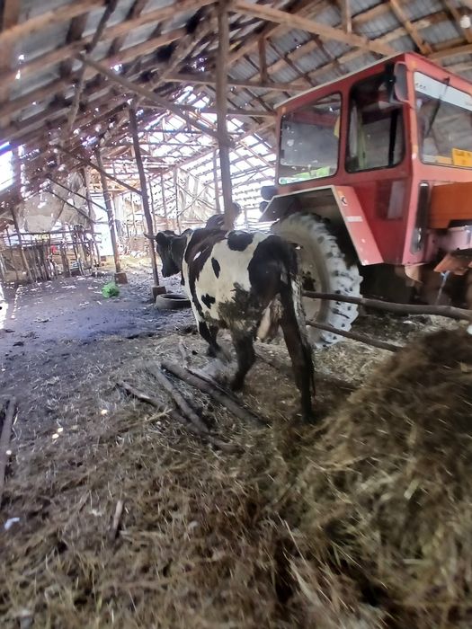 Vand vaca la a 2 fatare buna de lapte cuminte