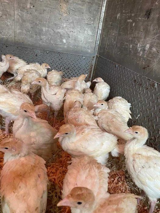 Pui de curca, Curci Curcani albi de carne big 6