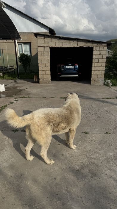 Ищем самку  для вязки
