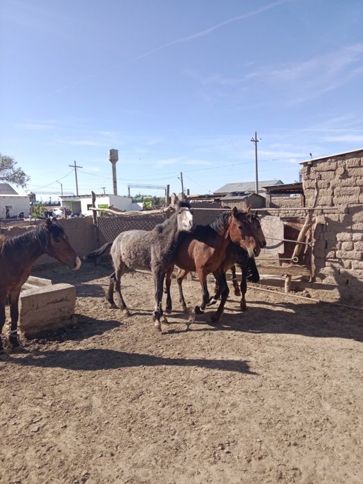 Жылқылар сатылады