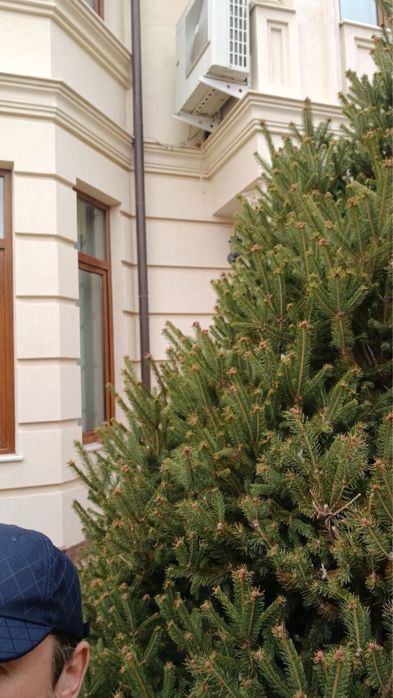 Арча  сотилади бўйи 6 метр эни 3 метр