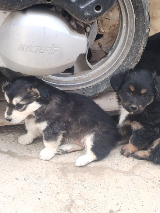 Щенки Звоночки. Бесплатно.