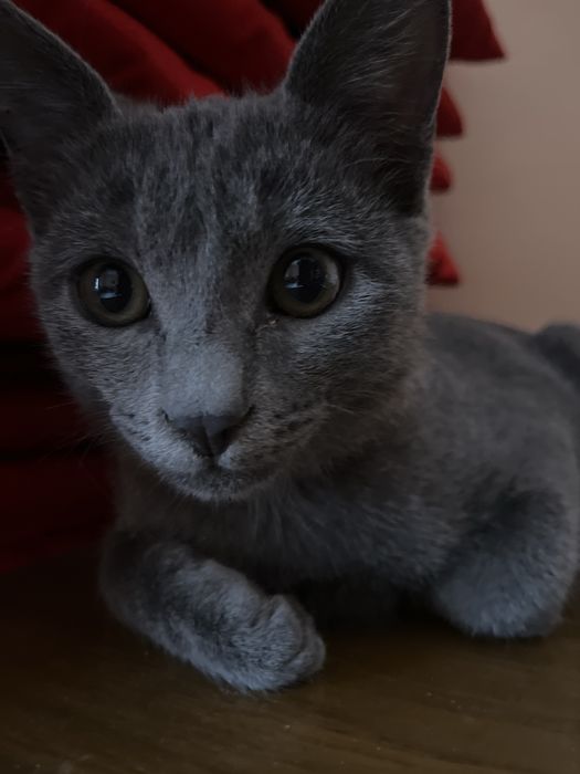 Кот бесплатно отдам