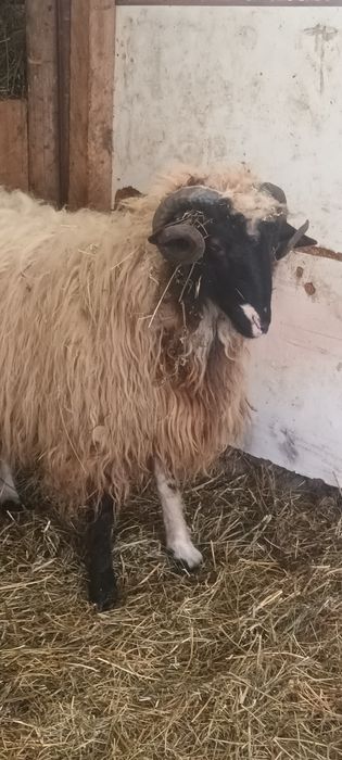 Berbecuț de vânzare