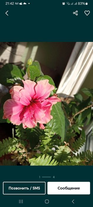 Продам розовый гибискус