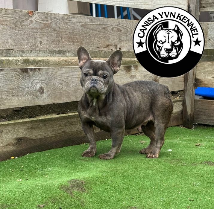 Femela buldog francez blue