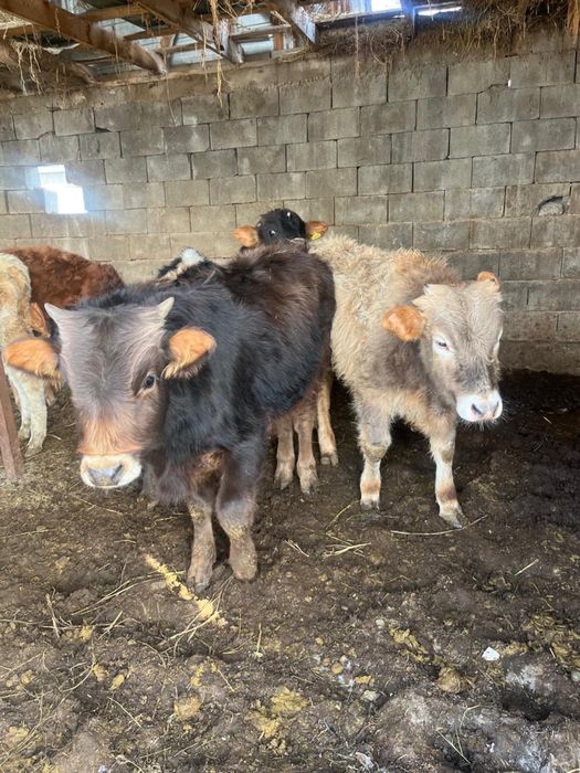 8 бас еркек бұзаулар сатылады