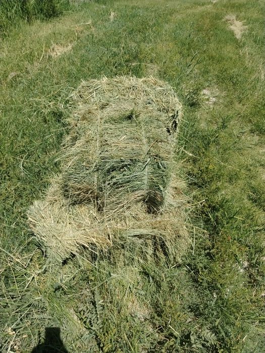 Жоңышқа шөп сатылады