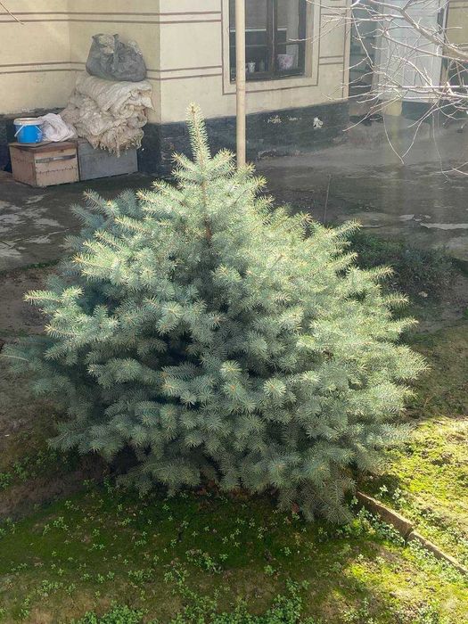 Голубая Ель сенсалари сотилади Селбериский нави Мовий оқ арча