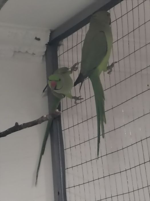 Ajarella popugay sog'lom par to'ti