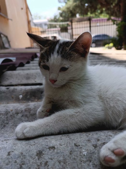 В добрые ручки лучших пушистиков