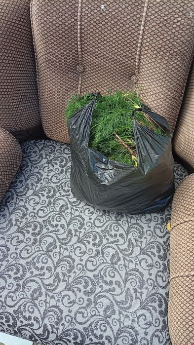 Продам укроп маечка2000