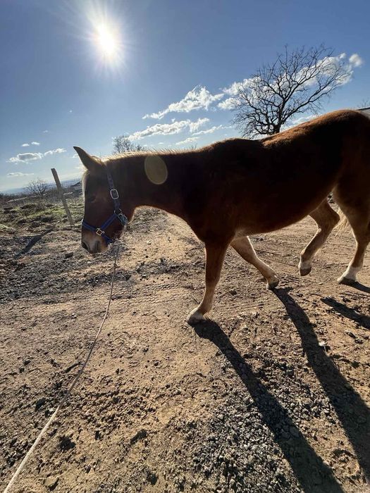 Кон, млада ездитна  кобила