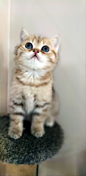 Британская золотая шиншила котята