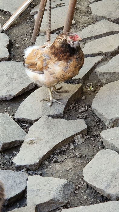 Vând gaini araucana