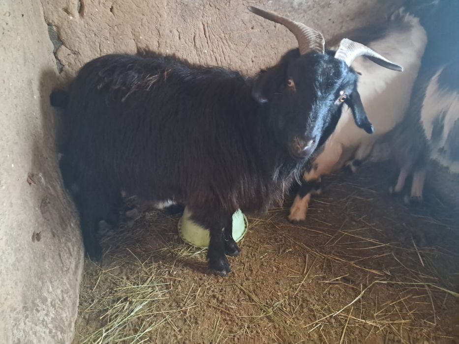 Ешкілер,   лақтарымен сатылады.