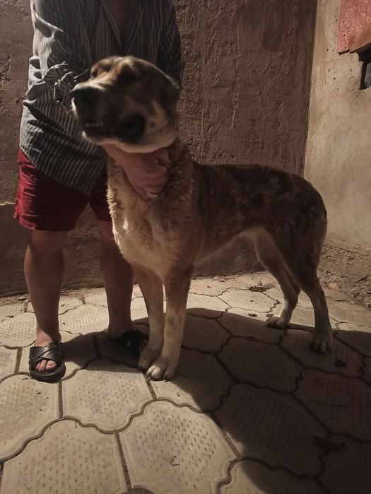 Продаю Алабая девочку