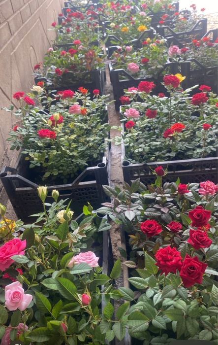 Лаванды, розы оптом