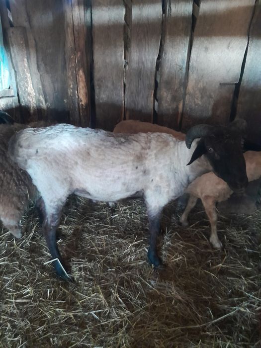 Продам кошкара помесь Едельбая