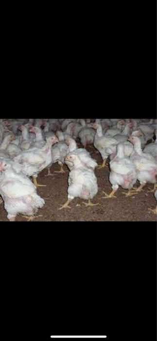 Vand curcani, pui de carne, puicute ouatoare