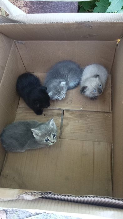 Отдам котят (вислоухие)