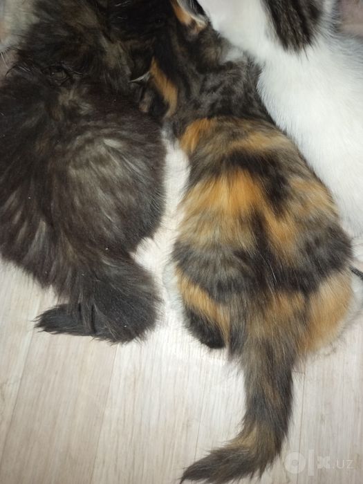 Продаются котята отдам в добрые руки