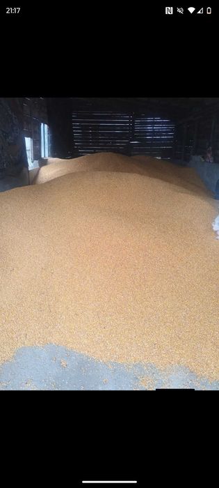 Vand porumb boabe 2025