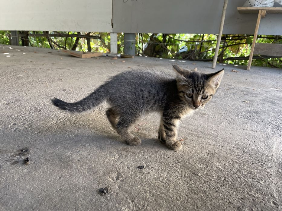 Отдам котенка в добрые руки