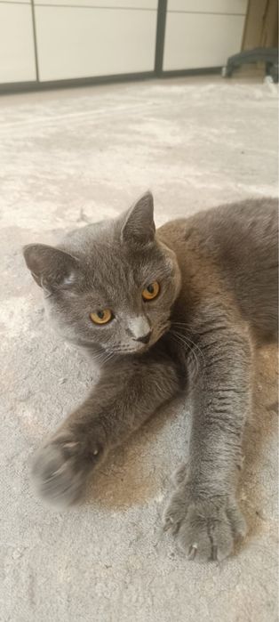 Отдадим кота в добрые руки