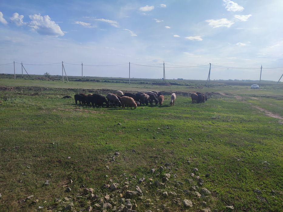 Продаётся Бараны.