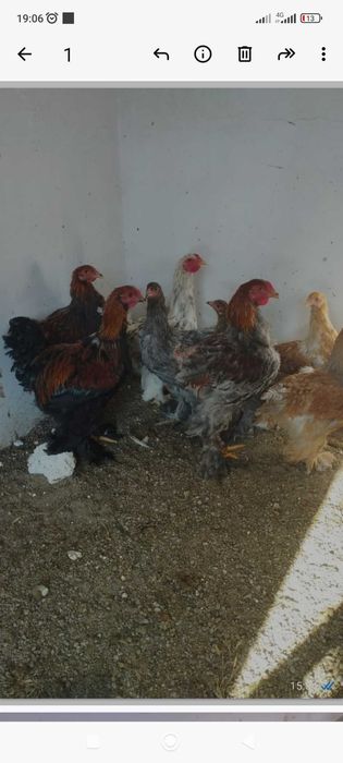 Петухи брама продам