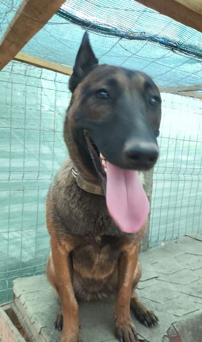 Donez femela belgian olandez