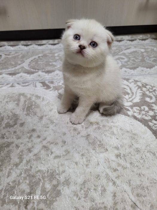 продам шотландский  котёнка