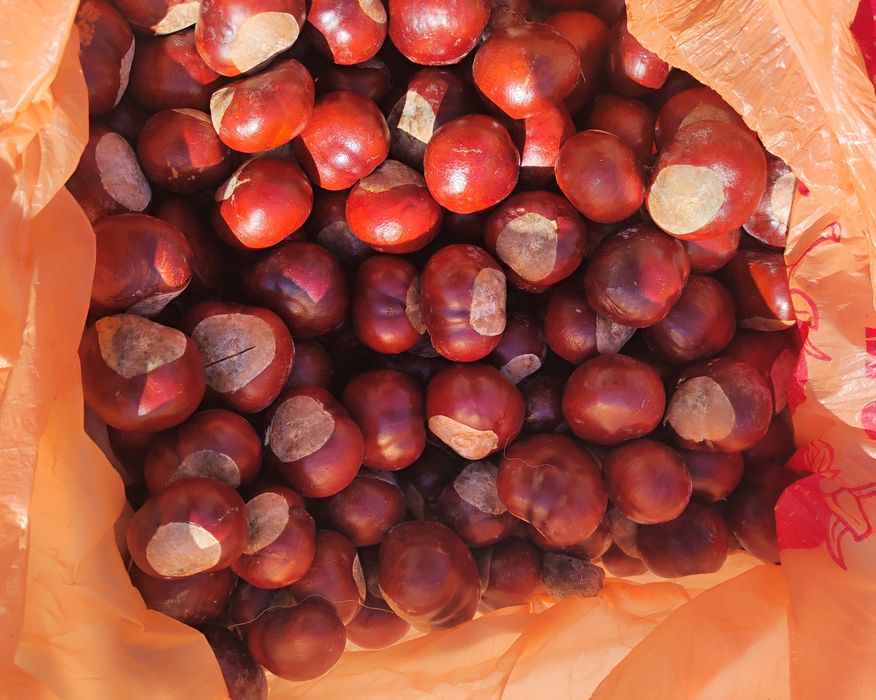 Осенний Конский   каштан