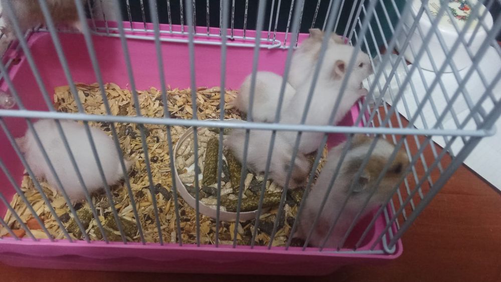 джунгарские хомяки
