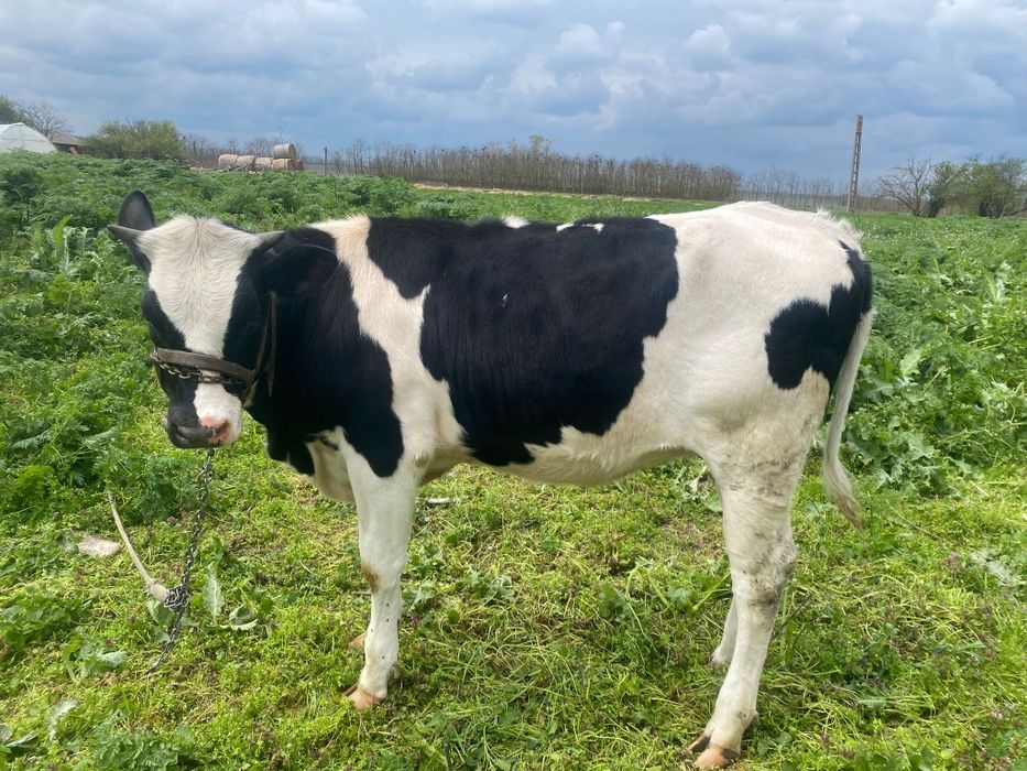 Vițică de vânzare