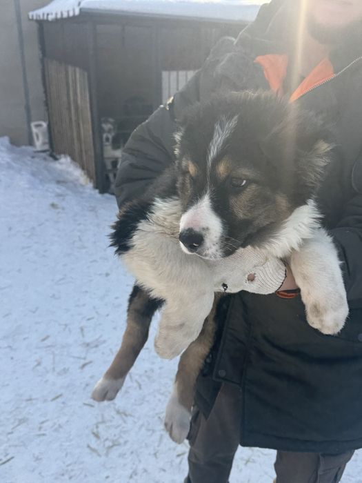 Продаю щенков САО (алабай)